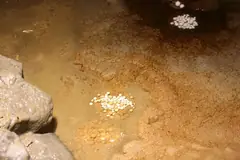 Бели и бежови пещерни бисери в плитка вода върху кафеникаво варовиково дъно до мокър камък